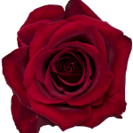 Ever Red