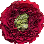 Red Eye Red Garden